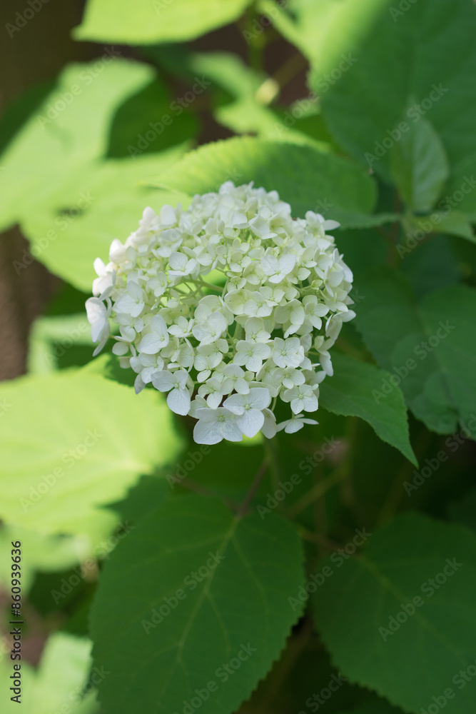 Beautiful hydrangea flowers photographed outdoor. Beautiful hydrangea flowers photographed outdoor.