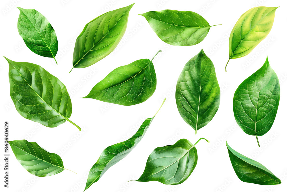 set of green leaves isolated on transparent background set of green leaves isolated on transparent background