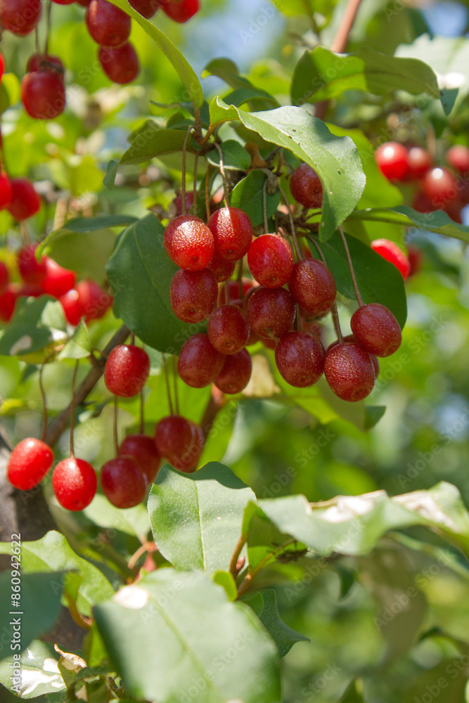 Ripe Autumn Olive Berries (Elaeagnus Umbellata) growing on a branch . oleaster Ripe Autumn Olive Berries (Elaeagnus Umbellata) growing on a branch . oleaster