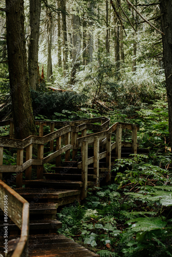 boardwalk path in forest boardwalk path in forest
