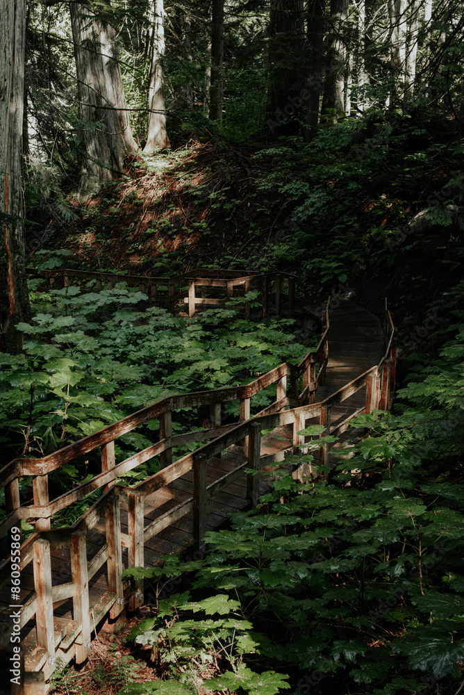 Fototapeta premium boardwalk path in forest
