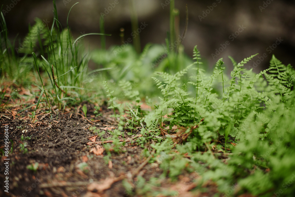 close up of green plants on forest floor close up of green plants on forest floor