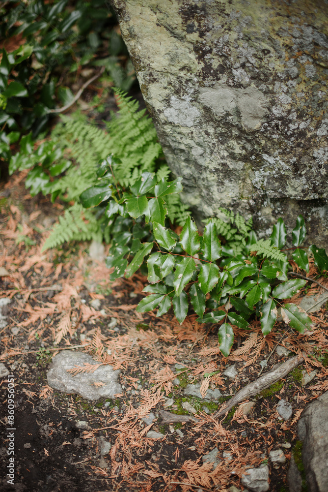 close up of green plants on forest floor close up of green plants on forest floor