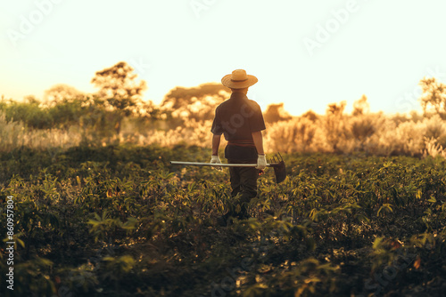 A cassava farmer walks with a hoe in the middle of the field during sunset.