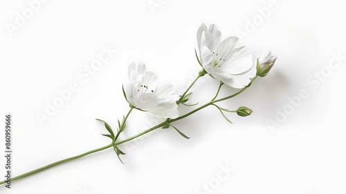 Elegant wildflower showcasing natural beauty on a white background.