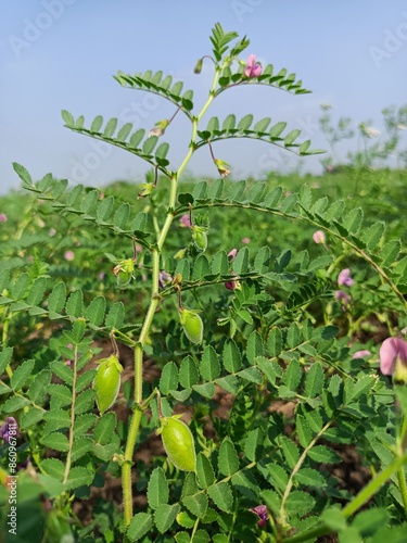 Chickpea plant in farm, Green Chickpeas field , Chick peas also known as harbara or harbhara, Green pod chickpea, gram or Bengal gram, chhana, chana, or channa crop of chickpea green plants pod seeds photo