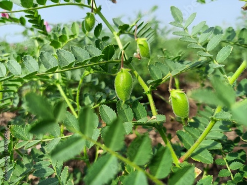 Quadro em tela Chickpea plant in farm, Green Chickpeas field , Chick peas also known as harbara