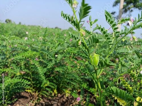 Chickpea plant in farm, Green Chickpeas field , Chick peas also known as harbara or harbhara, Green pod chickpea, gram or Bengal gram, chhana, chana, or channa crop of chickpea green plants pod seeds photo