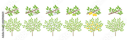 Lemon tree citrus development stages of plants. Budding and flowering. Ripening growth period on a branch.