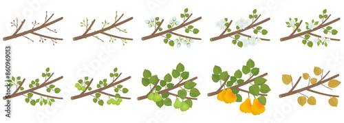 Pear phenological development stages of plants. Budding and flowering. Ripening growth period on a branch. Vector illustration.