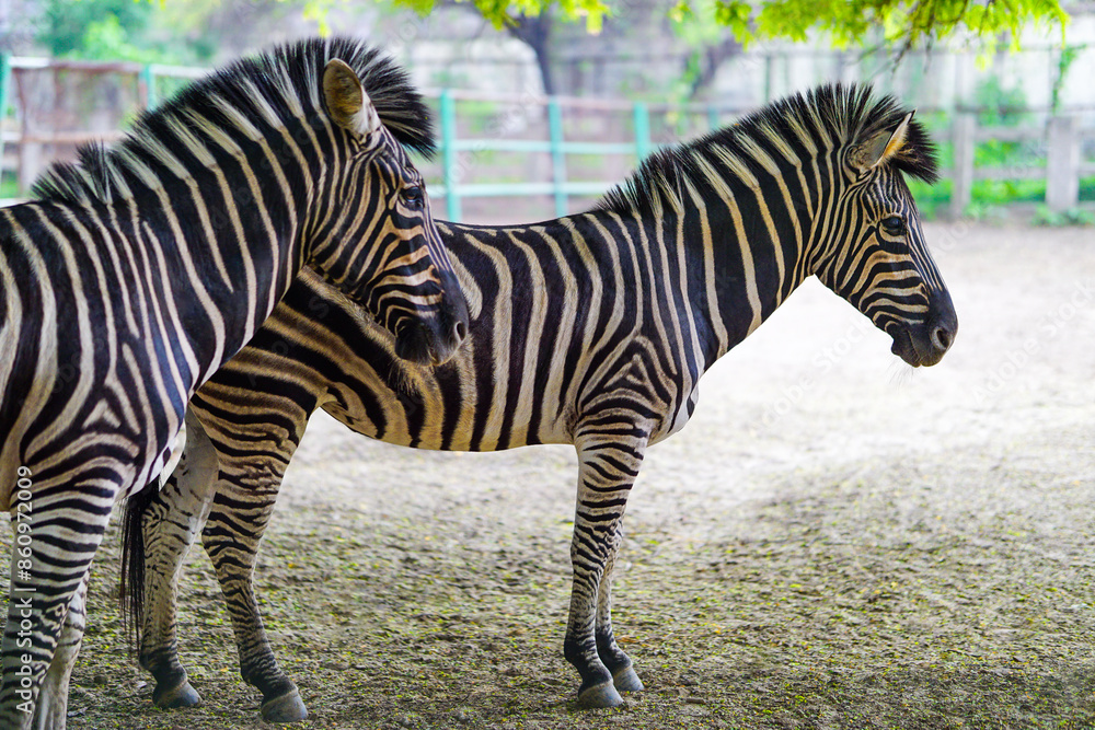 Obraz premium Two zebra standing in the field 