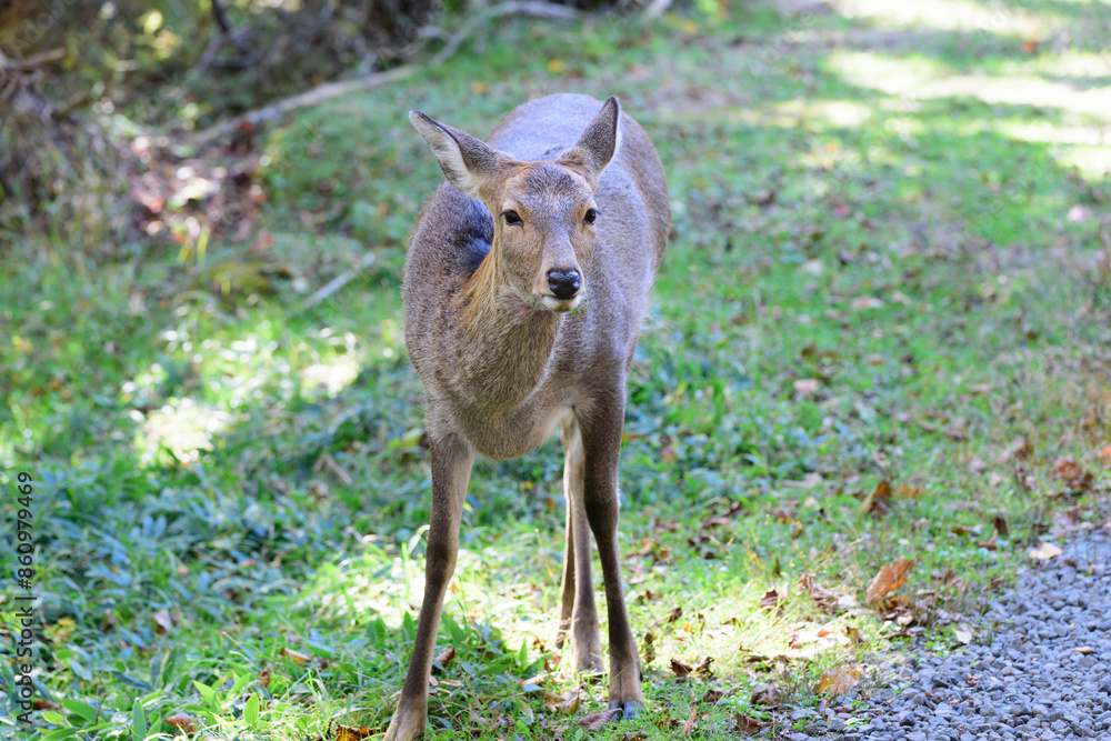 北海道のエゾシカ