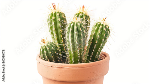 cactus in a pot