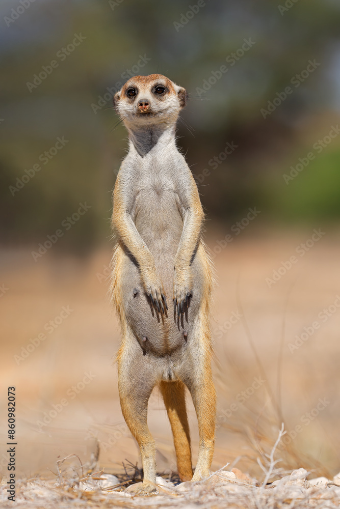 Fototapeta premium An alert meerkat (Suricata suricatta) standing upright, Kalahari desert, South Africa.
