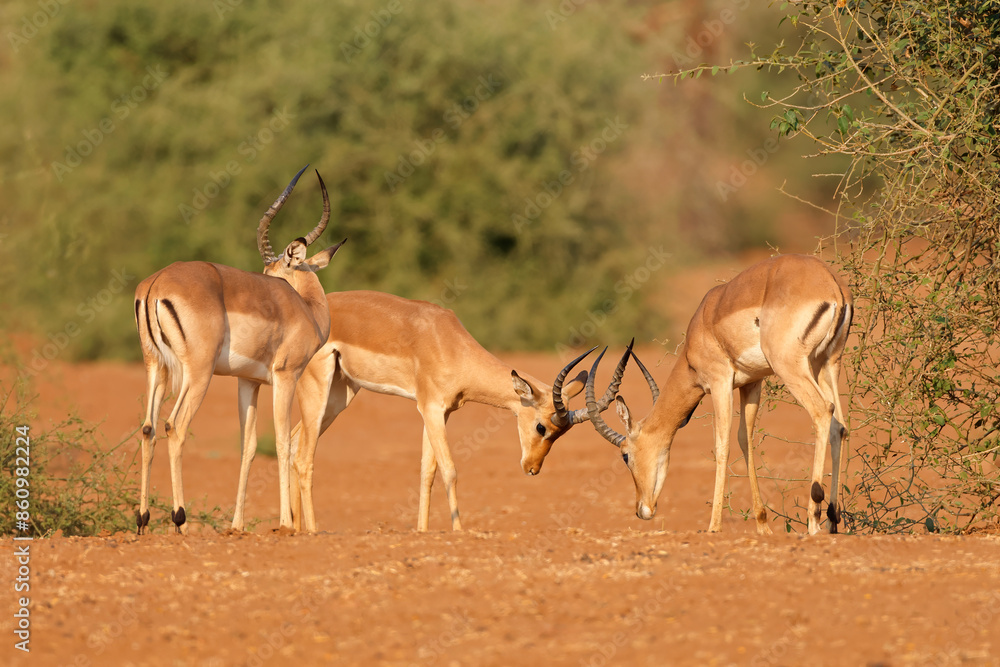 Male impala antelopes (Aepyceros melampus) fighting, Kruger National Park, South Africa. Male impala antelopes (Aepyceros melampus) fighting, Kruger National Park, South Africa.