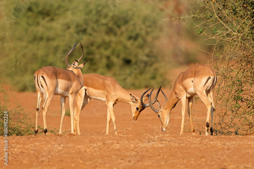 Male impala antelopes (Aepyceros melampus) fighting, Kruger National Park, South Africa.