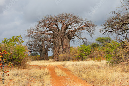 Fotografie Large baobab trees in mopane savanna during the dry season, Limpopo province, South Africa