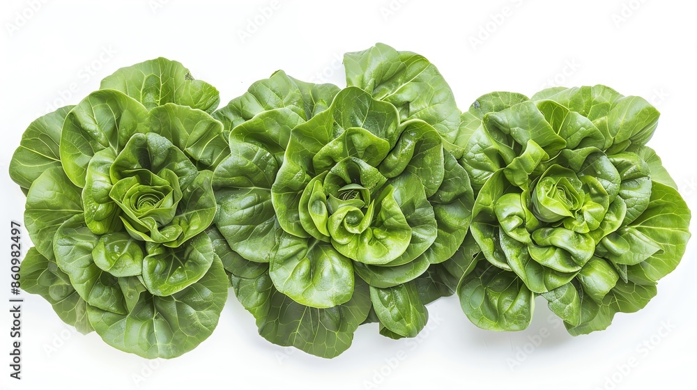 Top view of fresh Crisphead lettuce heads in a wellmaintained garden, arranged neatly, isolated on white background, perfect for organic food and farmtotable themes Top view of fresh Crisphead lettuce heads in a wellmaintained garden, arranged neatly, isolated on white background, perfect for organic food and farmtotable themes