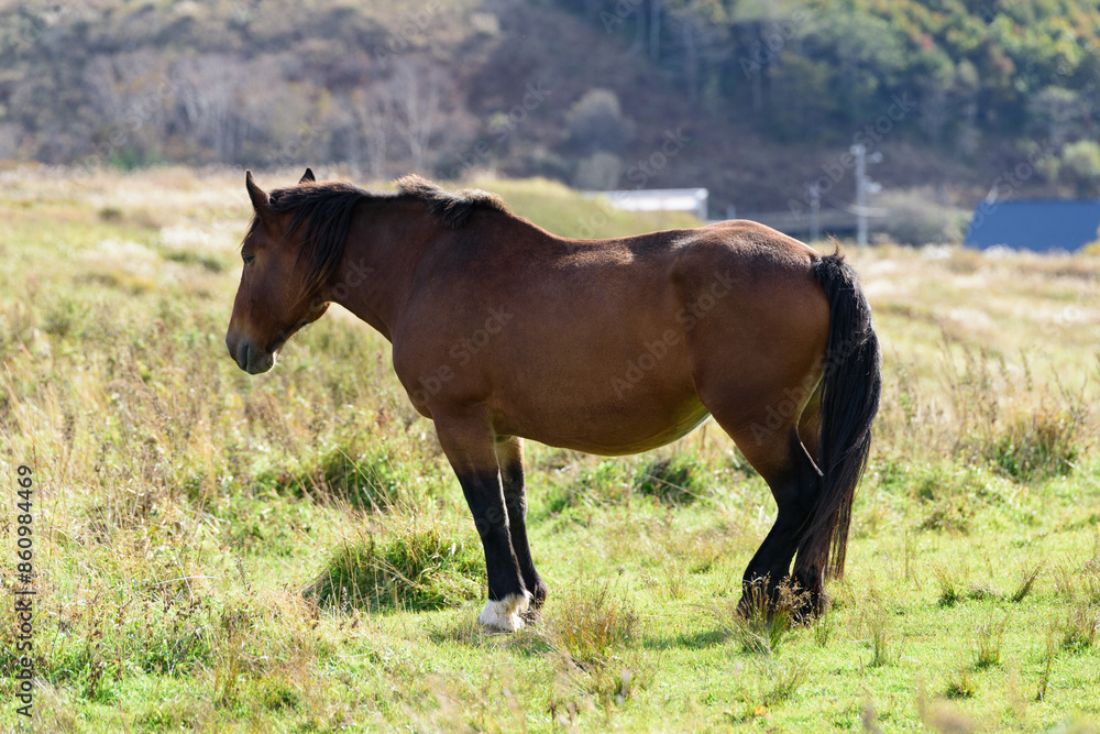 Fototapeta premium 北海道の馬 