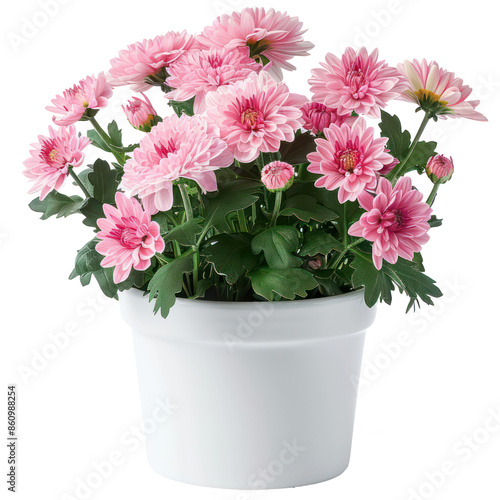 Wallpaper Mural A Chrysanthemum in a white pot, isolated on background. Houseplant, that grow outdoor for decorative purpose. Minimal creative garden decorative concept green and fresh Torontodigital.ca