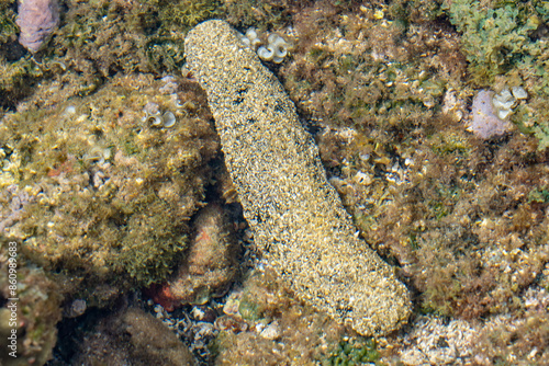 Holothuria atra, black sea cucumber or lollyfish, is a species of marine invertebrate in the family Holothuriidae. Poipu Beach Park，Kauai, Hawaii photo