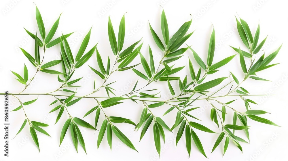 Fototapeta premium green bamboo leaves on white background