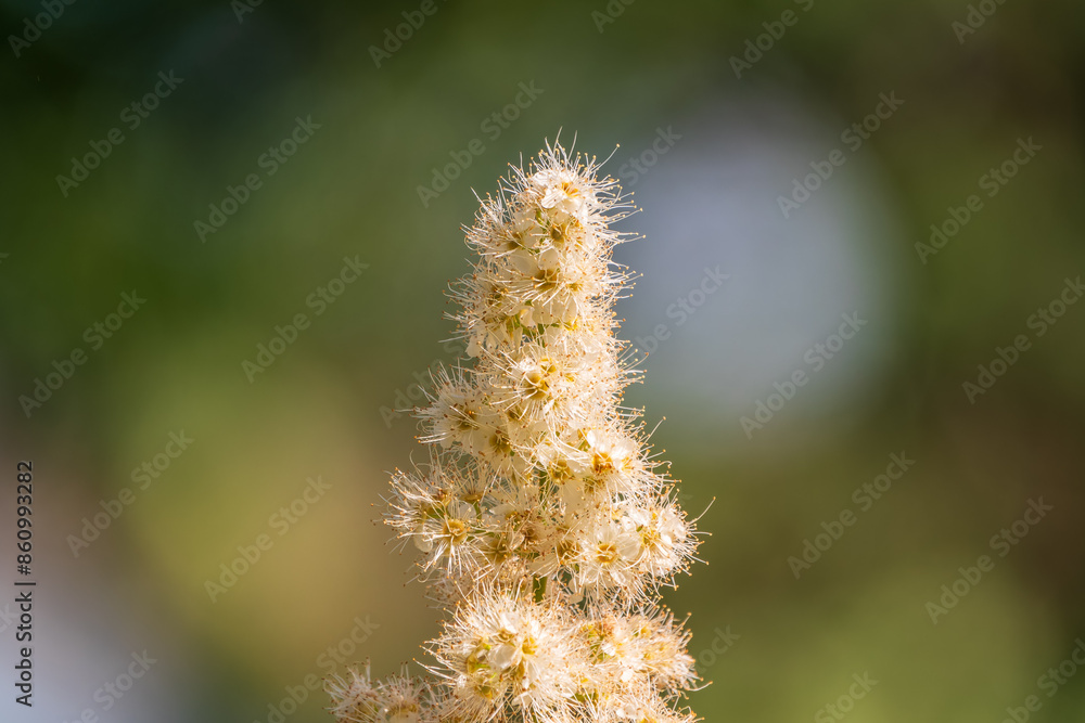 Obraz premium Oak-leaved spirea, Spiraea chamaedryfolia, blooms luxuriantly with small white flowers in the garden