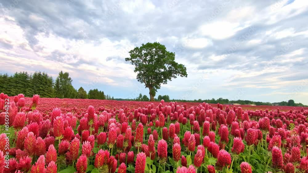 Close up shot over a large red clover field in full bloom on a cloudy spring evening. Flower field along rural countryside. Close up shot over a large red clover field in full bloom on a cloudy spring evening. Flower field along rural countryside.