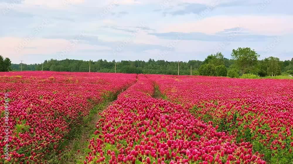 Aerial drone tilt down shot over colorful pink tulips swaying along with the wind in a field on a spring day. Aerial drone tilt down shot over colorful pink tulips swaying along with the wind in a field on a spring day.