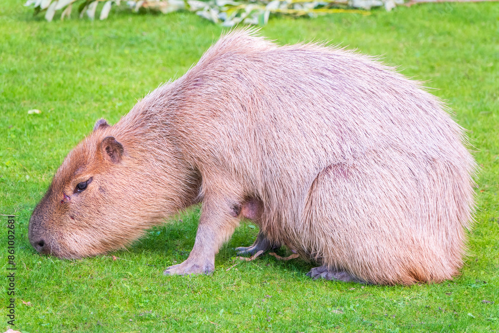 A large capybara lies on the green grass in the park A large capybara lies on the green grass in the park