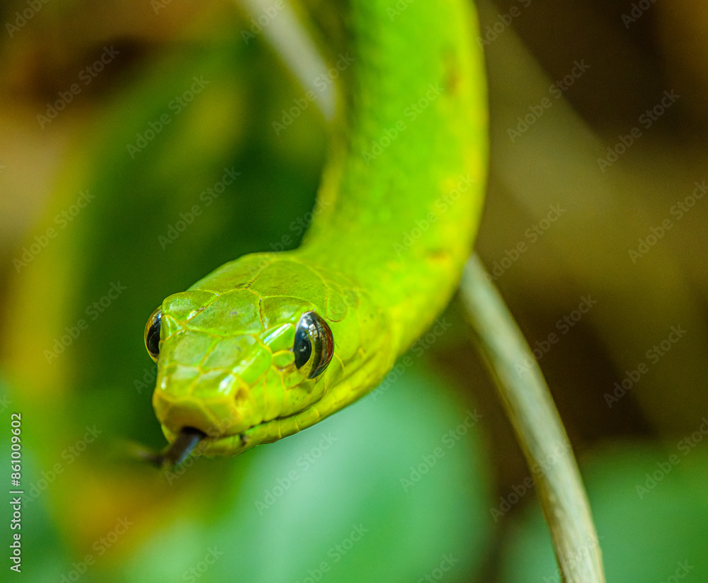 Fototapeta premium western green mamba (Dendroaspis viridis) portrait