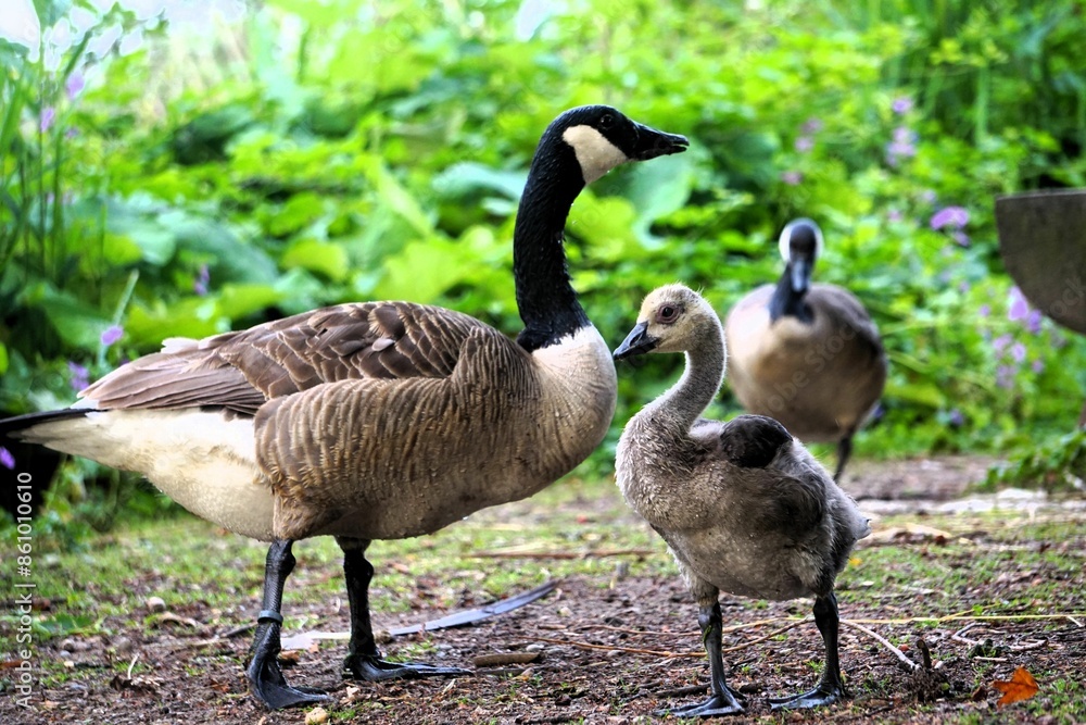 A family of geese with a gosling standing on the ground in a lush green park A family of geese with a gosling standing on the ground in a lush green park