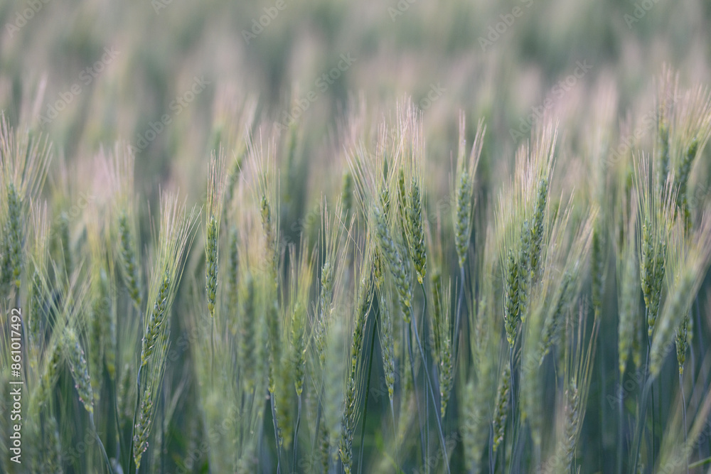 Fototapeta premium 北海道の麦畑