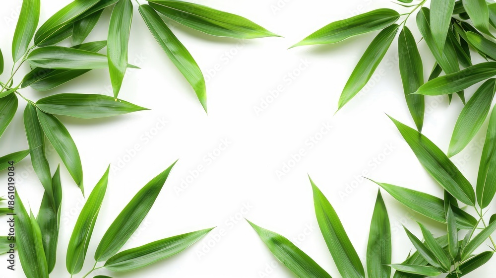 green bamboo leaves on white background green bamboo leaves on white background