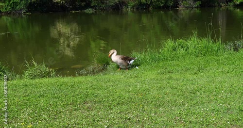 Static video of a goose drinking water on the Guadalupe River in Louise Hays Park in Kerrville Texas photo