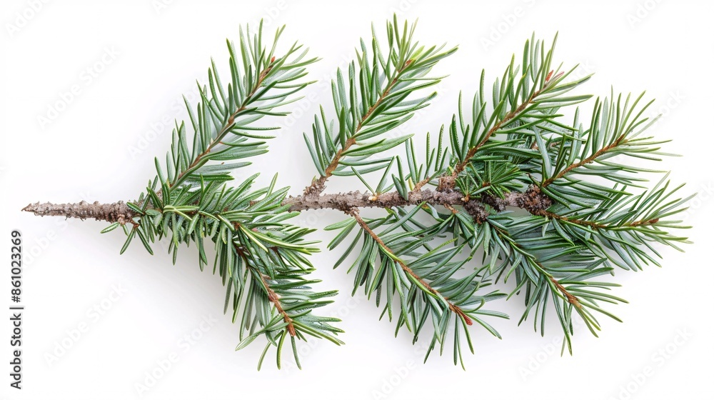 Lush evergreen branch isolated on a white background. Lush evergreen branch isolated on a white background.