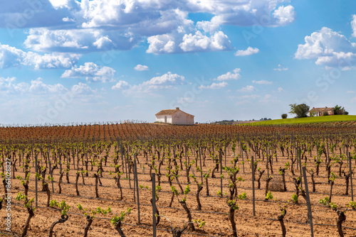 Εκτύπωση καμβά Vineyards near El Provencio, La Mancha designation of origin
