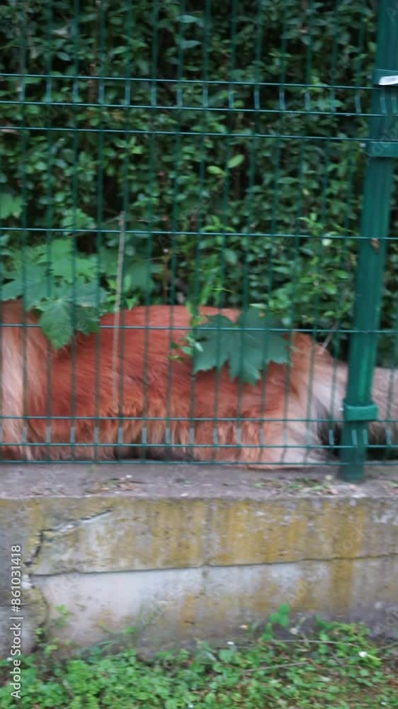 Unknown dog in the bushes vertical video Unknown dog in the bushes vertical video