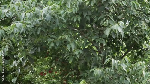 trees in the wind, video