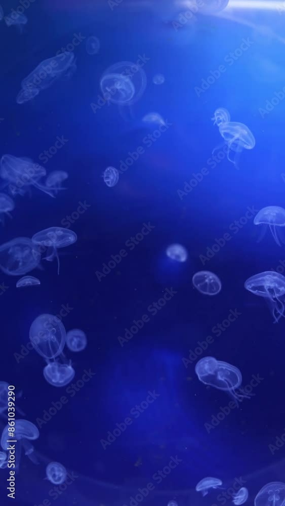 jellyfish house underwater vertical video jellyfish house underwater vertical video