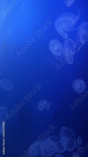 jellyfish swim in the ocean vertical video photo