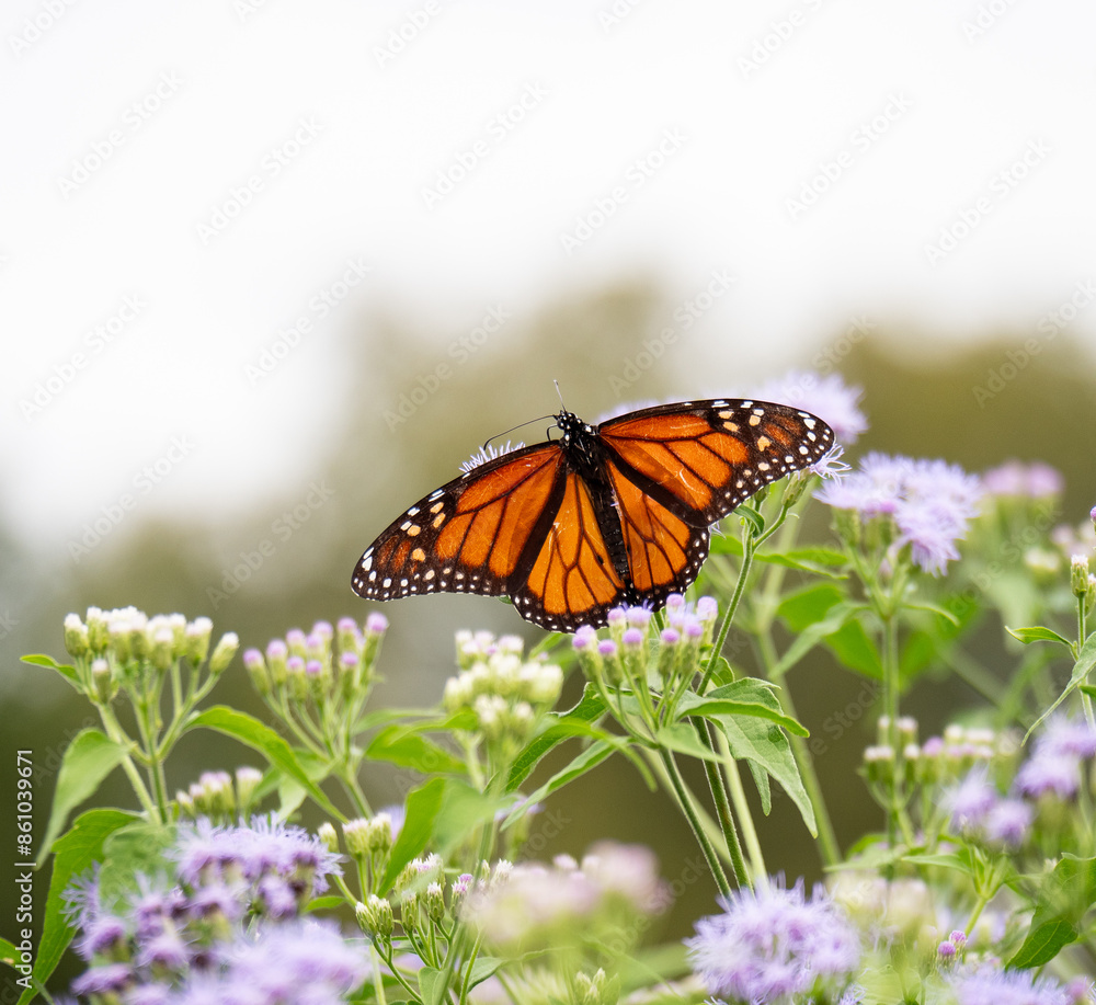 Naklejka premium monarch butterfly on flower