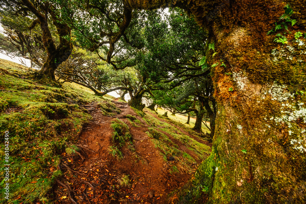 Fototapeta premium Fanal Forest. Misty forest in Fanal. Old laurel tree in laurel tree forest in madeira in Portugal