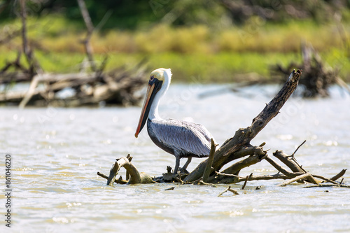 Brown pelican (Pelecanus occidentalis), bird of pelican family, Pelecanidae, found in the Americas. Santuario de Fauna y Flora Los Flamencos. Caribbean Region. Wildlife and birdwatching in Colombia