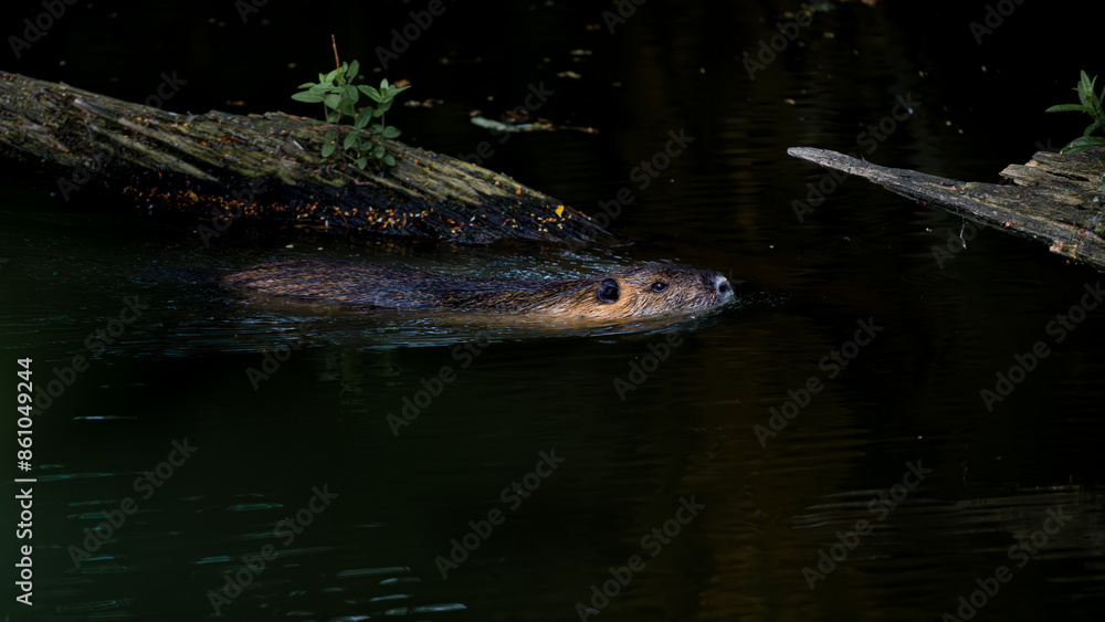 Obraz premium Eurasian beaver, Castor fiber, swimming in water.