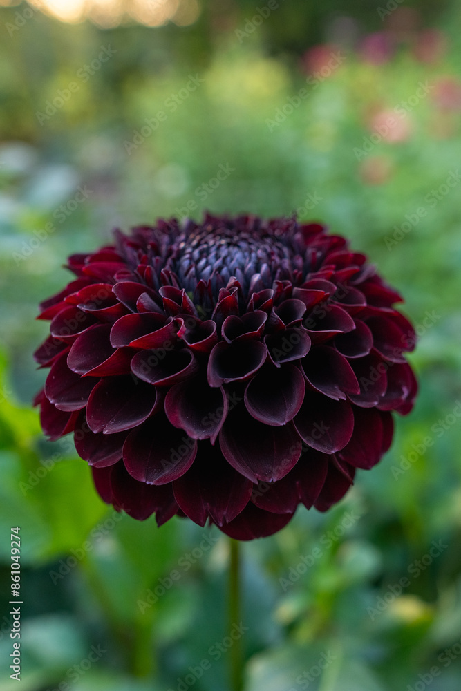Jowey Mirella dahlia flower. Beautiful dark burgundy ball variety dahlia close up. Jowey Mirella dahlia flower. Beautiful dark burgundy ball variety dahlia close up.