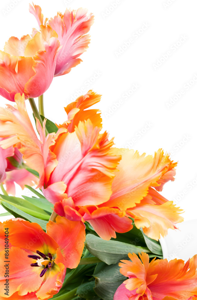 Spring bouquet of Amazing parrot tulips isolated over white background. Floral background. Beautiful tulips close up. Spring bouquet of Amazing parrot tulips isolated over white background. Floral background. Beautiful tulips close up.
