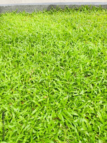 green grass background