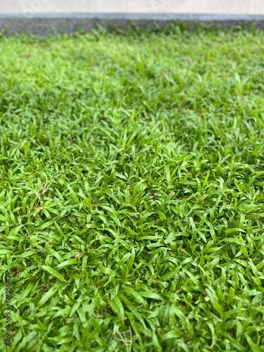 green grass background