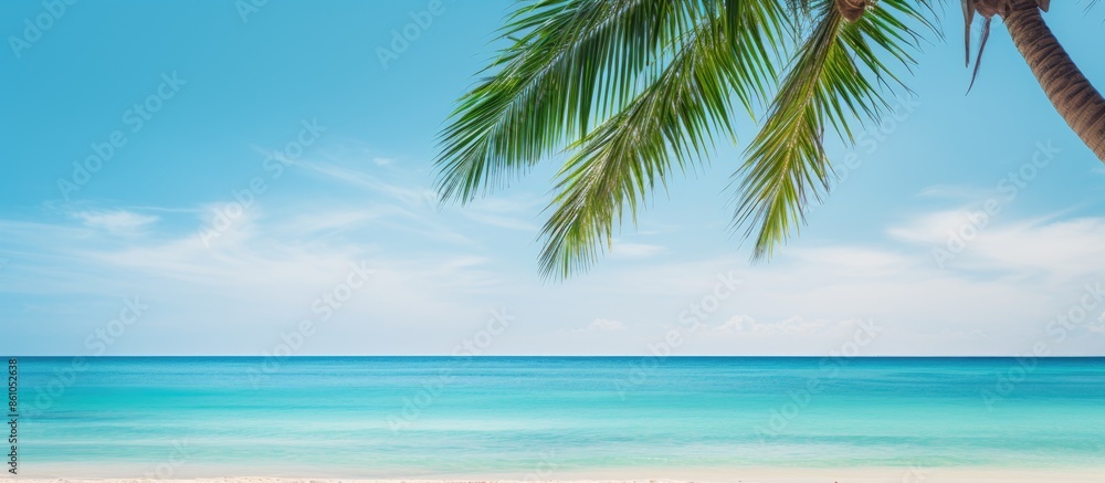 Tropical beach scene with a palm tree showcasing lush green leaves against a copy space image. Tropical beach scene with a palm tree showcasing lush green leaves against a copy space image.